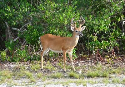 National Key Deer National Wildlife Refuge