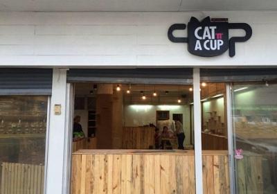 Cat 'n' A Cup Cat Cafe