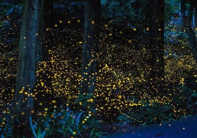 Kampung Kuantan Fireflies Park