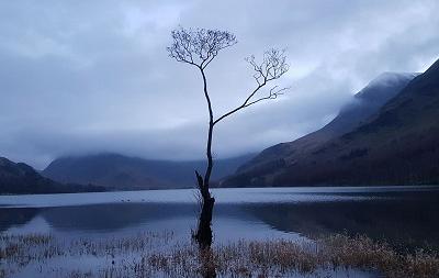 The Lone Tree Buttermere