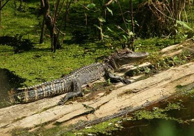 Yazoo National Wildlife Refuge
