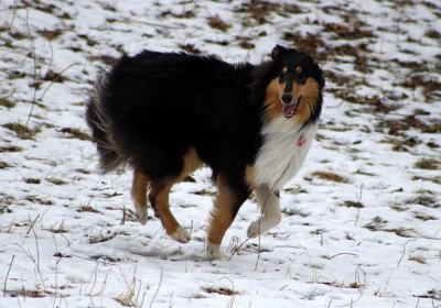 Harmony Valley Dog Park