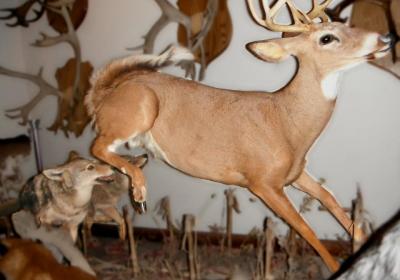 Stones 'n Bones Museum