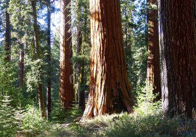 Mariposa Grove