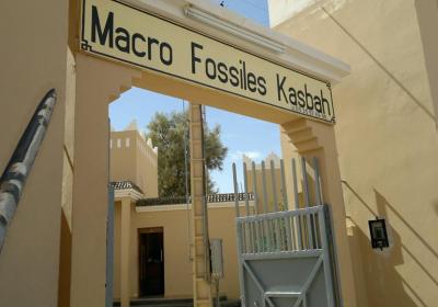 Macro Fossiles Kasbah