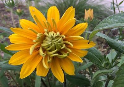 Pitt County Arboretum