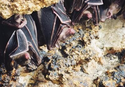 Monfort Bat Sanctuary