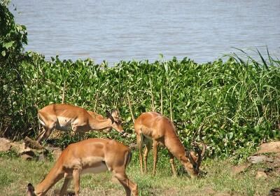Kisumu Impala Sanctuary