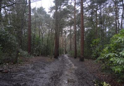 The Pinewoods