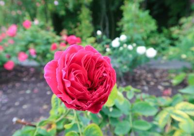Trevor Griffiths Rose Garden