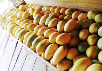 Oro Verde Mango Plantation