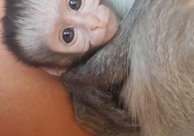 Bambelela Wildlife Care & Vervet Monkey Rehabilitation Farm