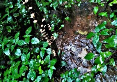 Ceylon Hut (fanie Botha Hiking Trail)