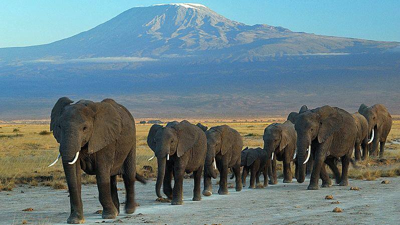 Amboseli National Park