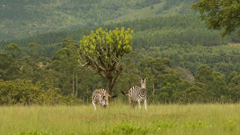 Mlilwane Wildlife Sanctuary