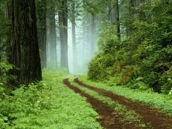 Knysna Forest Day Tour