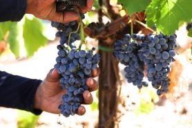 Etna Wine Trail