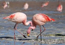 Fayoum Bird Watching Tour