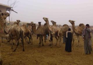 Tour to Camel Market of Birqash