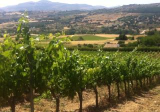 Private Wine Tasting tour of Ronda from Marbella