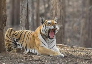 3N-4D Safari Tour in Pench Tiger Reserve along with Video Reel (All-Inclusive)