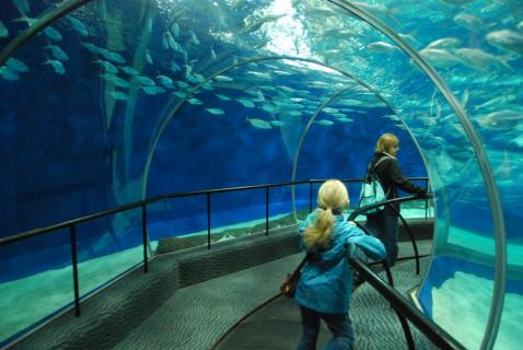 Shanghai Aquarium, | Price | Timings | Address: TripHobo