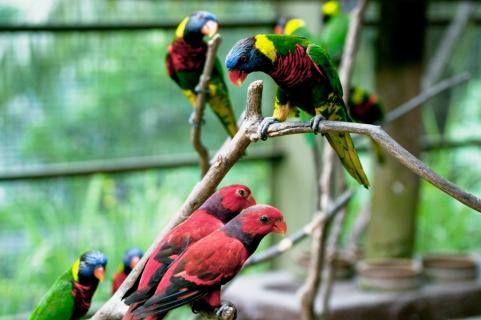 The Bird Park, Kuala Lumpur | Ticket Price | Timings | Address: TripHobo