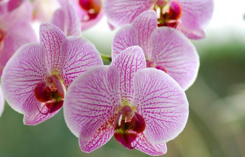 Orchid Display House, Mackay 