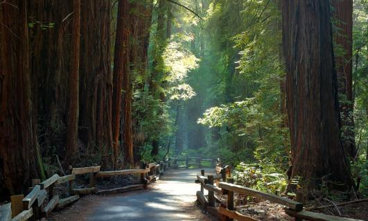 San Francisco Hotels Near Muir Woods National Monument