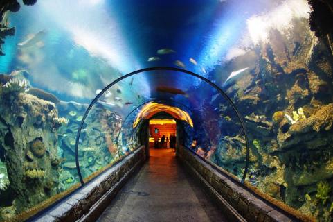 Shark Reef Aquarium Las Vegas: how to buy and prices - Hellotickets