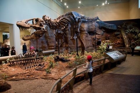 Carnegie Museum Of Natural History, Pittsburgh | Ticket Price | Timings ...