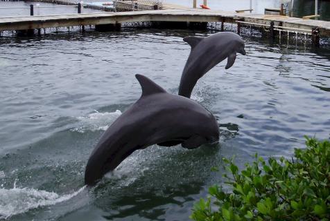 Dolphin Research And Sea Life Nature Center, South Padre Island | Ticket  Price | Timings | Address: TripHobo