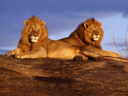 African Lion Safari, Hamilton | Ticket Price | Timings | Address: TripHobo