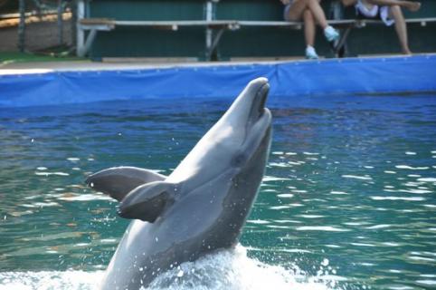 Marmaris Dolphinarium-aquapark, Icmeler 