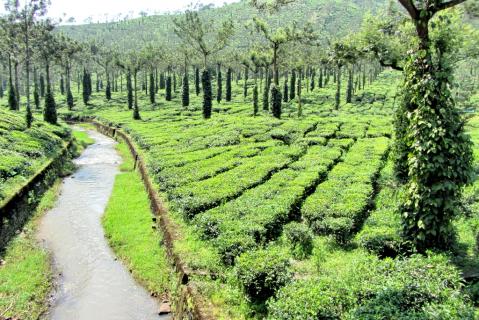 spice tour in thekkady