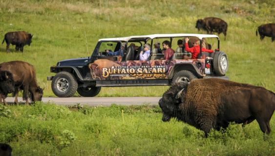 buffalo safari jeep tour reviews