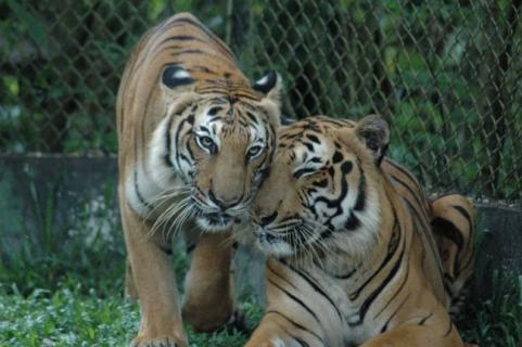 Featured image of post Zoo Taiping Hotel Taiping zoo located at the lake gardens in taiping is the only zoo in the north of peninsular malaysia