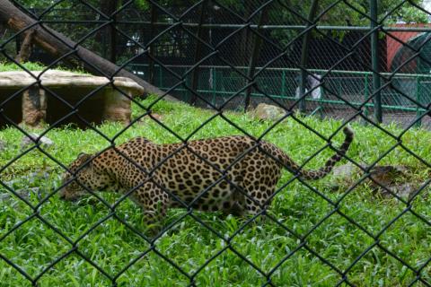 Thiruvananthapuram Zoo, Trivandrum | Ticket Price | Timings | Address:  TripHobo