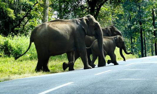 Wayanad Wildlife Sanctuary , Wayanad | Ticket Price | Timings | Address ...