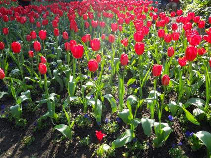 Queen Wilhelmina Tulip Garden San Francisco Ticket Price Timings Address Triphobo