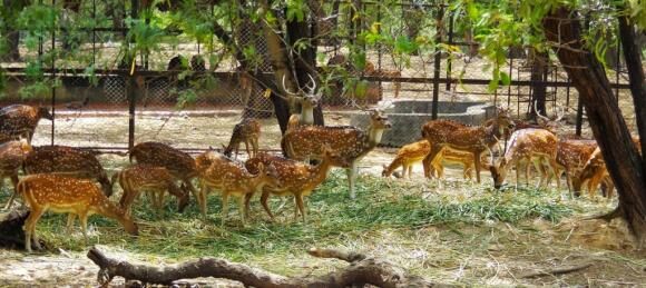 Deer Park, Delhi | Ticket Price | Timings | Address: TripHobo