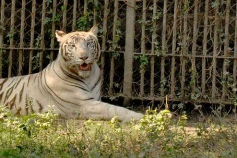 National Zoological Park, Delhi | Ticket Price | Timings | Address