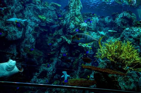 aquarium of the pacific ticket prices aquarium of the pacific ticket prices
