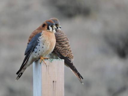 World Center For Birds Of Prey, Boise | Ticket Price | Timings