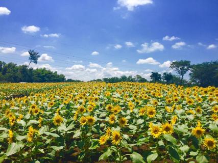 Narita Yume Farm, Narita | Ticket Price | Timings | Address: TripHobo