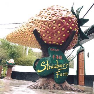 Kok Lim Strawberry Farm, Cameron Highlands | Ticket Price ...