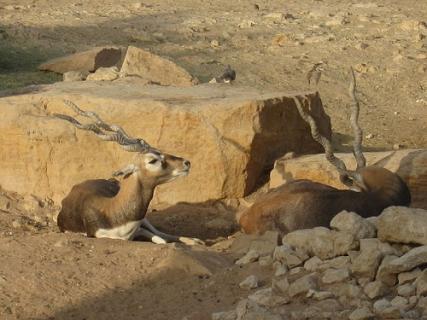 is riyadh zoo open today in saudi arabia