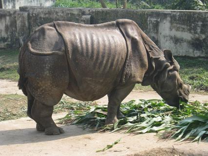Bangladesh National Zoo, Dhaka | Ticket Price | Timings | Address ...