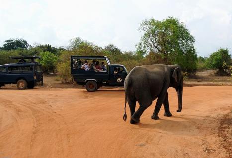 yala national park safari ticket price