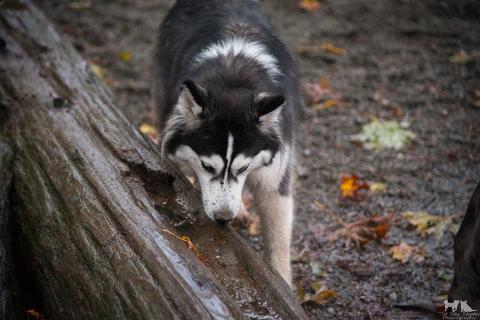 Thornberry Off-Leash Dog Park, Iowa City | Ticket Price | Timings